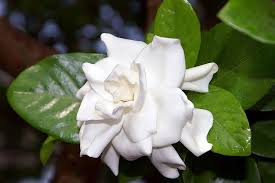 cape jasmine, gardenia a fragrant flowering plant 