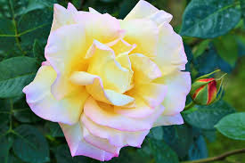 peace rose, love peace rose