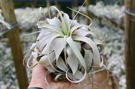  king of air plants