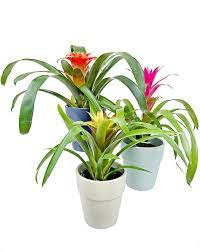 5 Easy-to-Care-for Indoor Flowering Plant