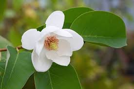 Southern magnolia a fragrant flower plant