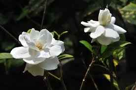 Cape jasmine 