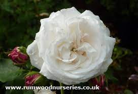 white Bourbon Rose