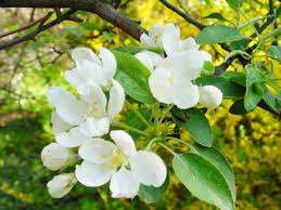 Malus baccata a fragrant flowering plant