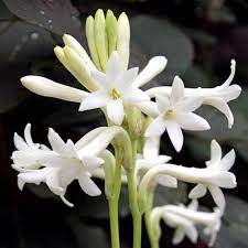 Tuberose Fragrant flowering plant