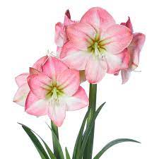 Amaryllis: Growing & Caring for the Stunning White Beauties