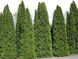 thuja for fence line 