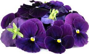 purple pansy