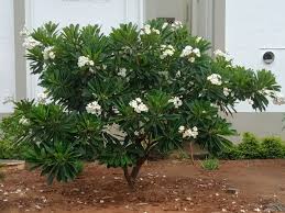 Frangipani fragrant flowering plant 