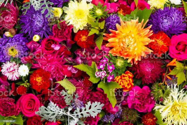 20 Fragrant Flowers Plant: Symbolism & History