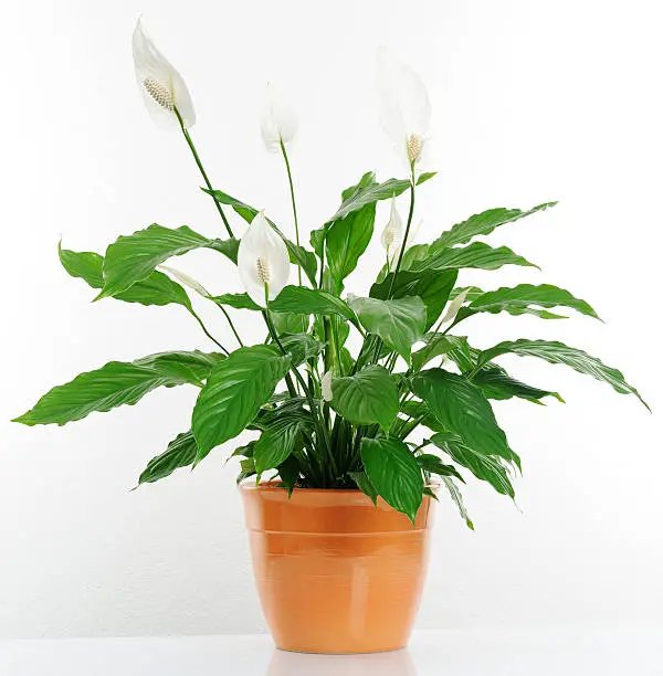 Peace Lily Not Blooming? Discover the Solution Now!