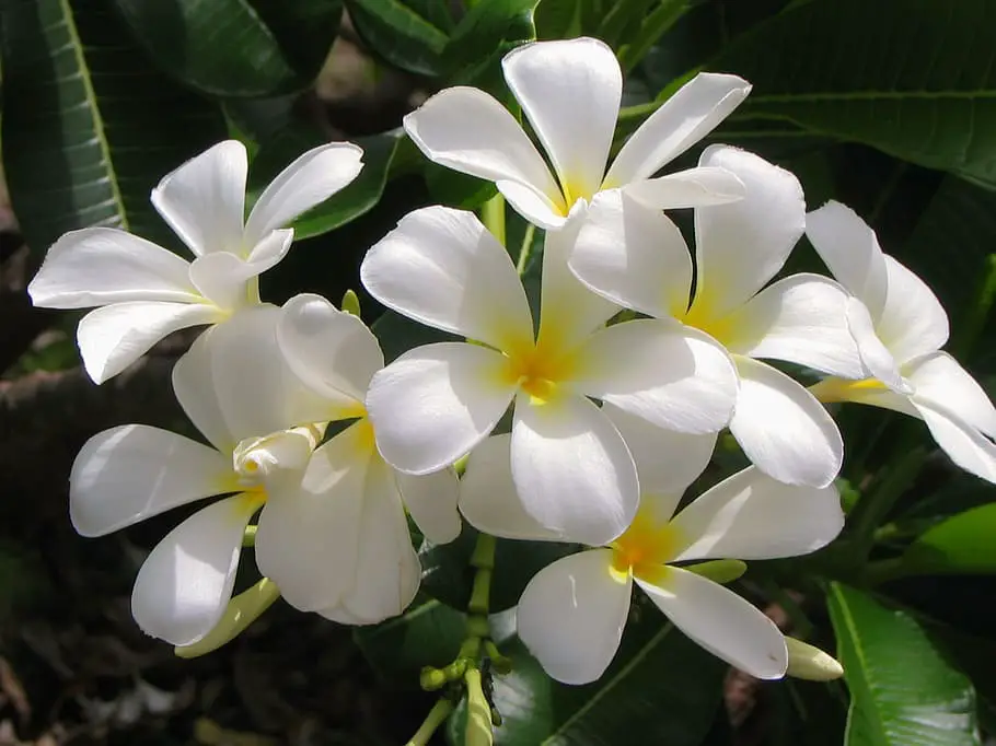 Jasmine a fragrant flowering plant