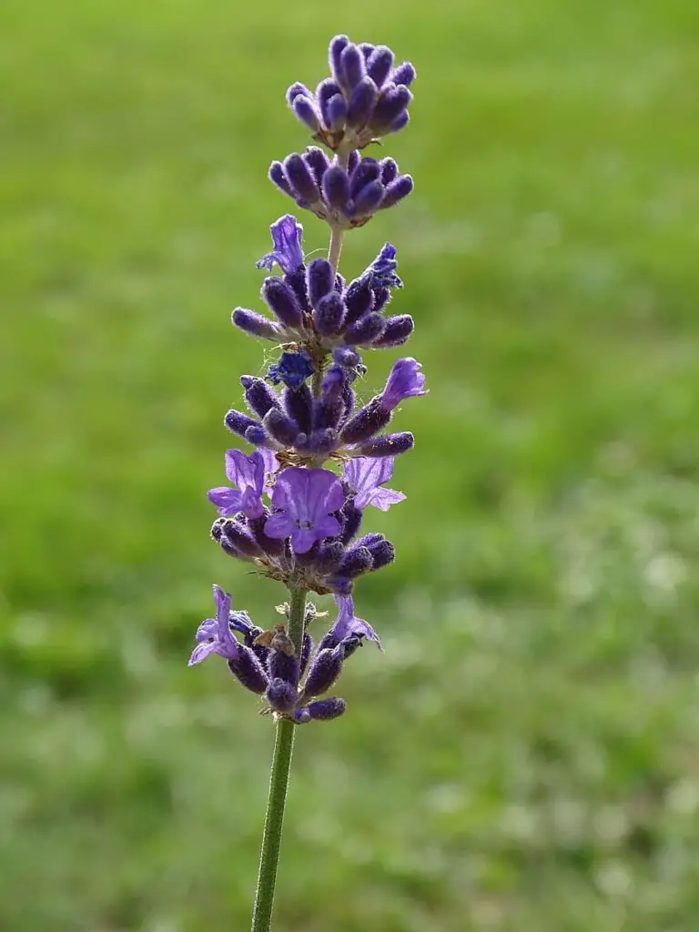 Lavender a fragrant flower plant