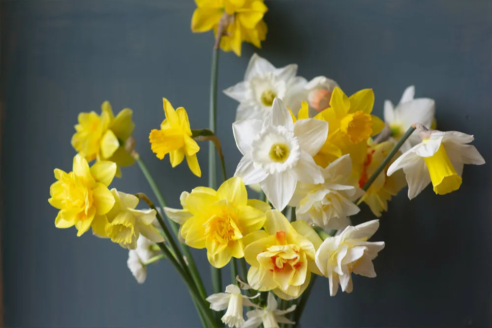 daffodil a fragrant flowering plant