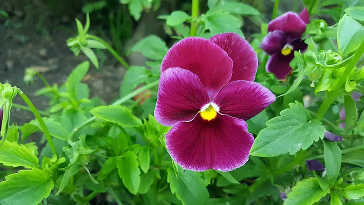 Pansy Pink