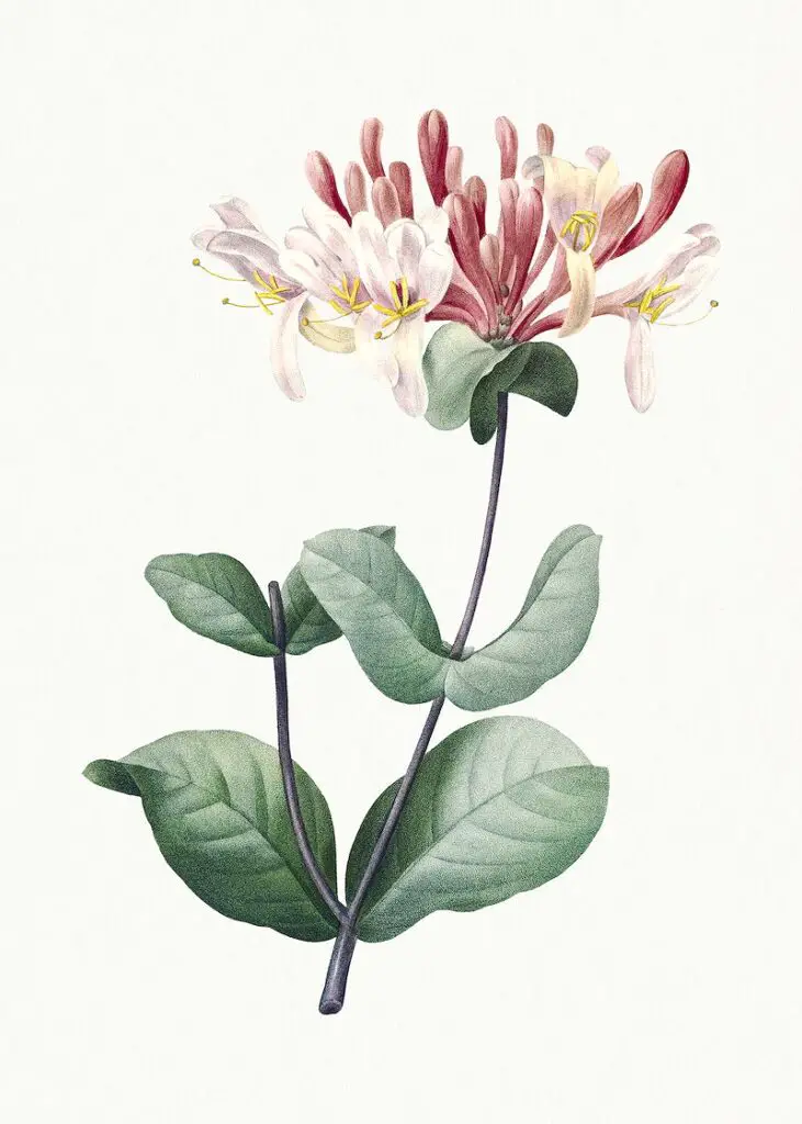 Honeysuckle fragrant flowering plant