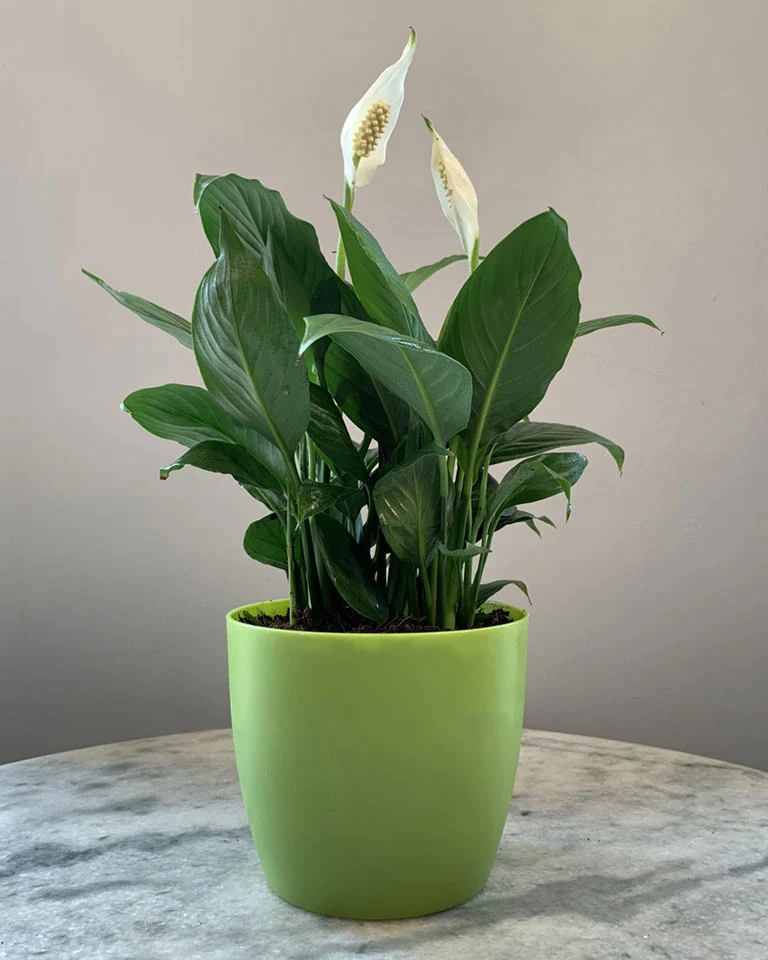 peace lily not blooming