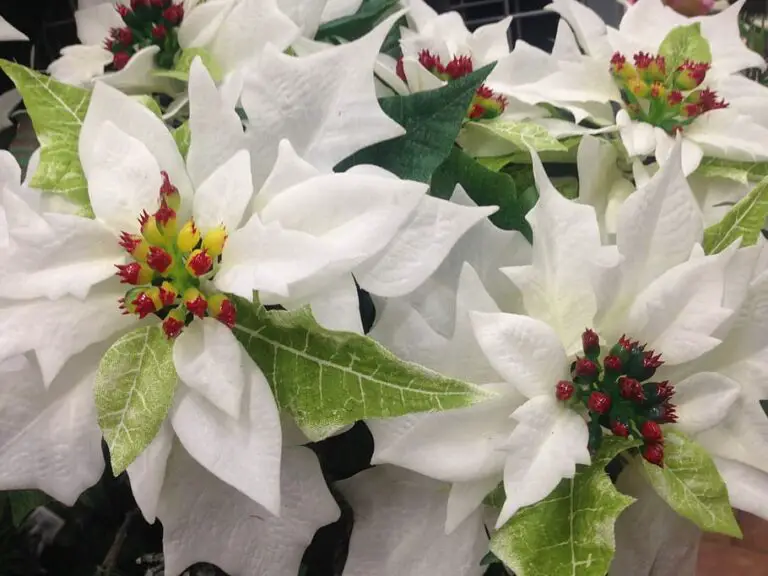 The Enchanting World of Poinsettias: Embracing Nature’s Elegance