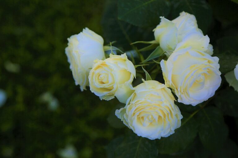 Cabbage Rose White: A Comprehensive Guide to Growing and Caring for the Stunning Rosa Centifolia