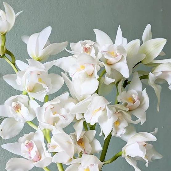 White Cymbidium Orchid      easy to care for indoor flowering plant