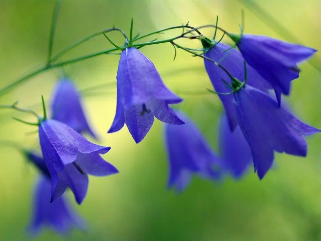 Bellflower (Campanula) plant with purple bell shaped