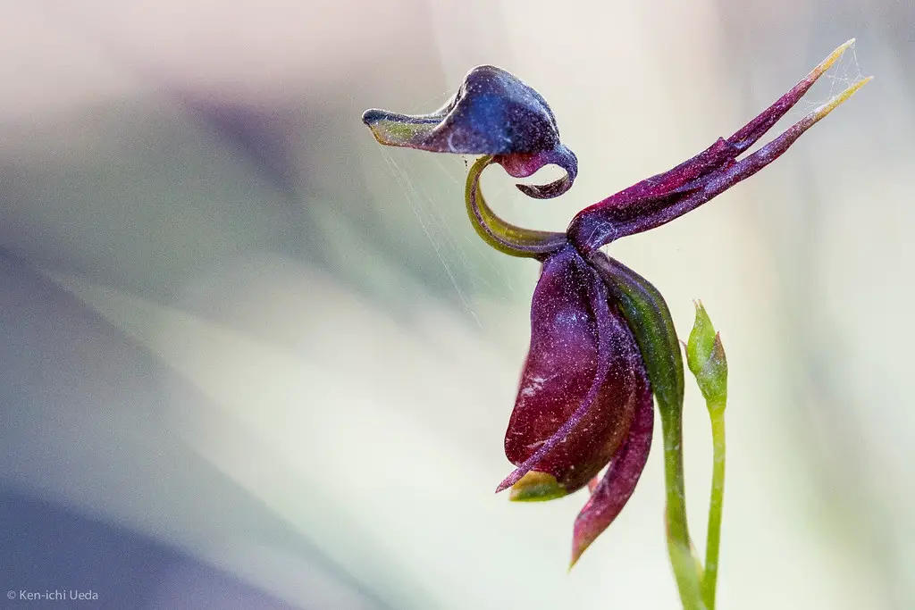 Flying Duck Orchid
plant that flowers look like birds