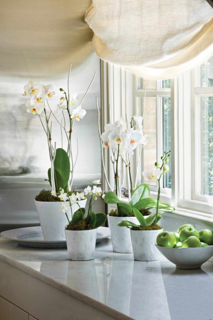 indoor plants with white flowers      moth orchid