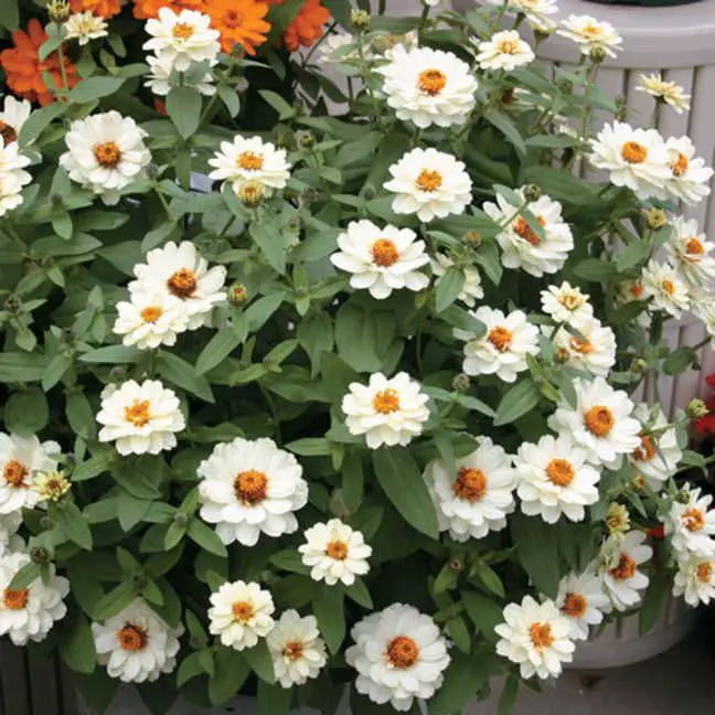 How to Grow and Care for Profusion White: A Gardener’s Guide