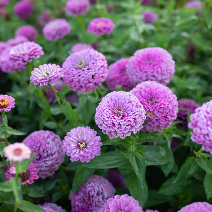 How to Plant, Grow and Care for the Zinnia Benary’s Giant Lilac