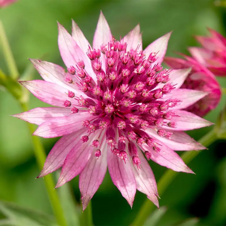 Astrantia: A Beautiful and Versatile Perennial Flower