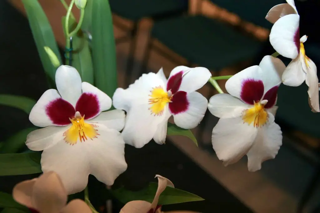 5 Beautiful Varieties of Orchid
Miltoniopsis Orchid 