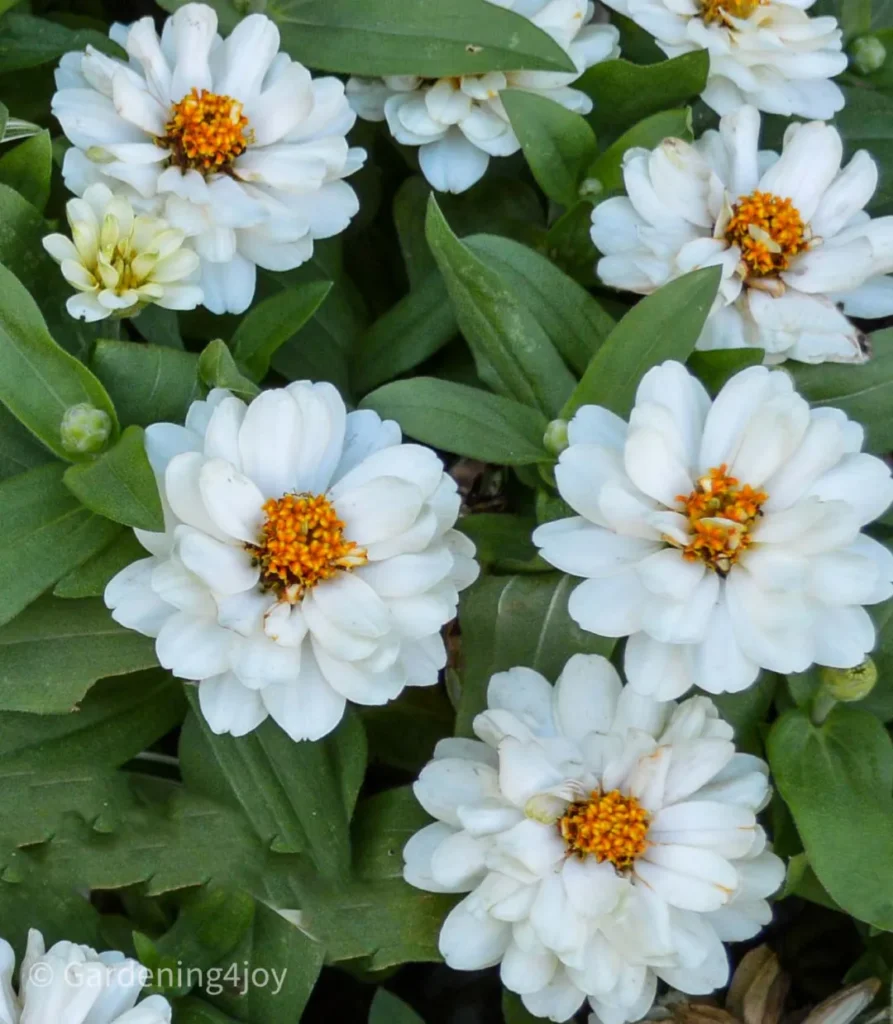 How to grow and care for Profusion White