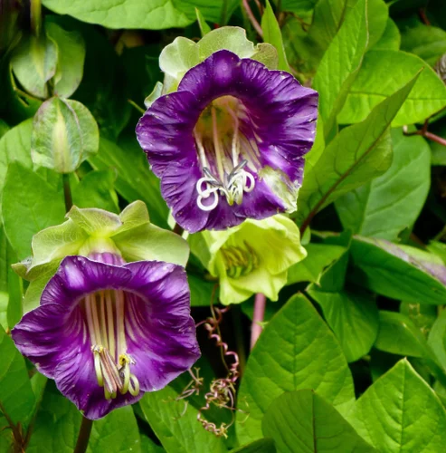 Best Flowering Vine: Benefits and Care Tips
Cup and Saucer Vine