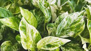 White Sport Golden Pothos: Benefits and Care Tips