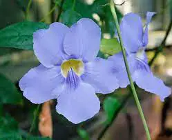 Blue Sky Vine benefits and care tips