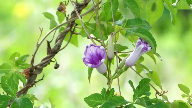 Blue Sky Vine Benefits and Care Tips