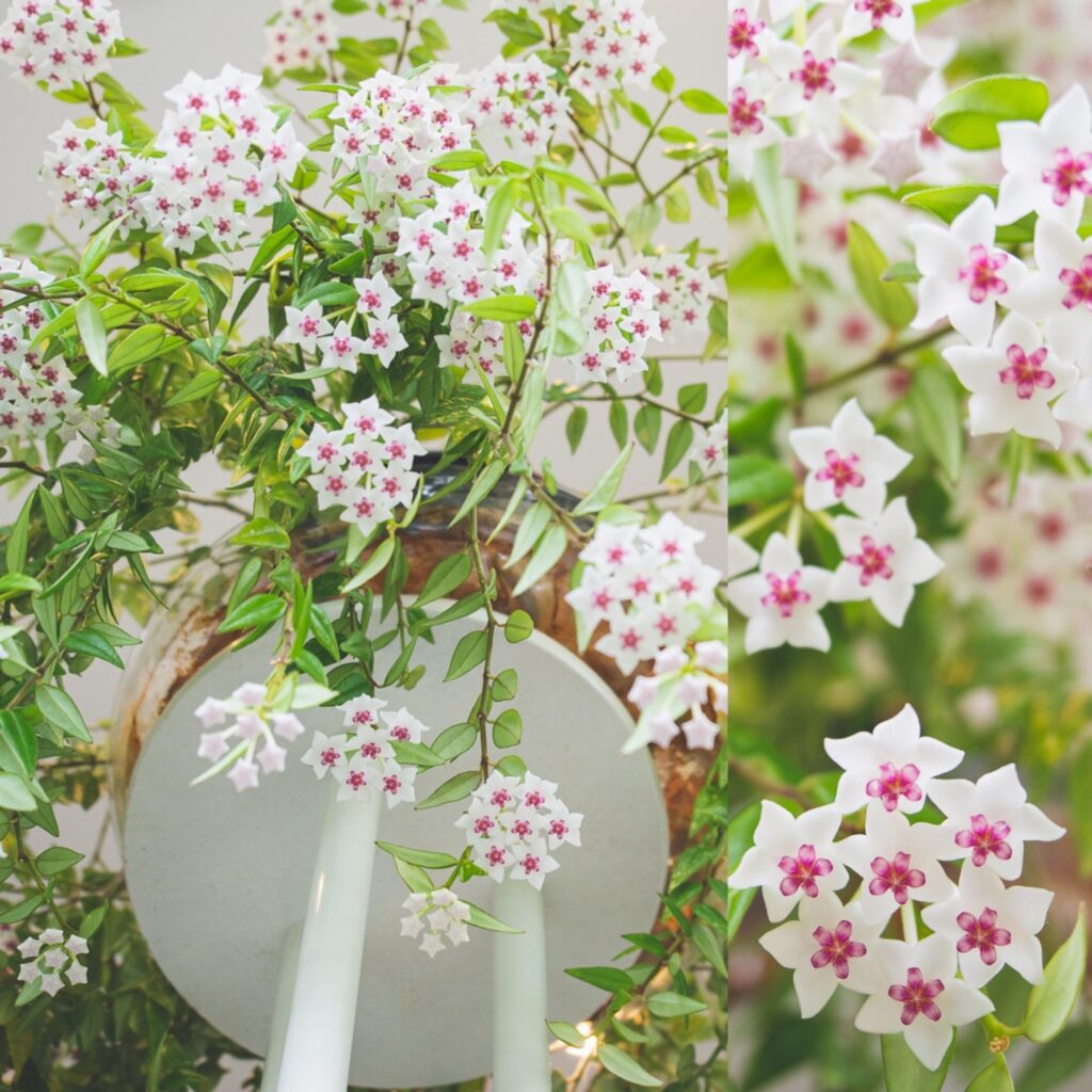 indoor plants with white flowers