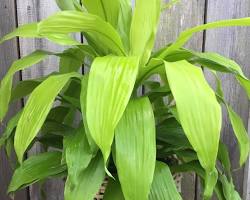 Dracaena Limelight: Benefits and Care Tips