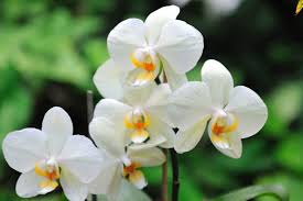 5 Beautiful Varieties of Orchid
White Nun Orchid