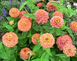 Benary’s Giant Salmon Rose Zinnia: A Guide to Growing and Caring for This Beautiful Flower