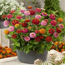 How to Plant and Care for Zinnia Sprite Mix