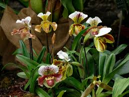  Paphiopedilum Orchid                                5 Beautiful Varieties of Orchid
 