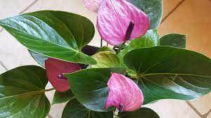 Pink Anthurium: A Guide to Care and Growing Tips for the Perfect Indoor Plant