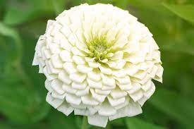 How to Grow and Care for Benary’s Giant White Zinnia
