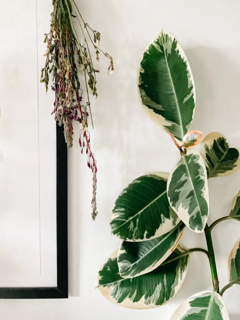 Variegated Fiddle Leaf Fig: Care and Troubleshooting