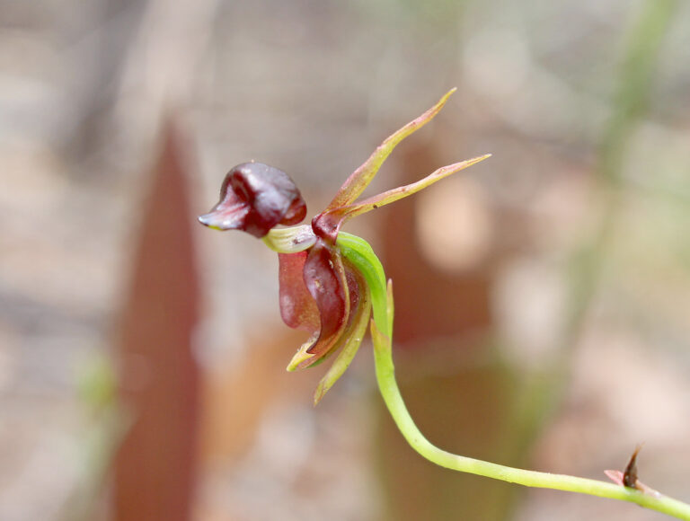 How to Grow and Care for Flying Duck Orchid: A Comprehensive Guide