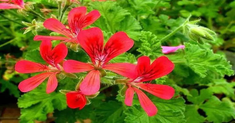 The Enchanting Beauty of Scented Geranium Concolor Lace