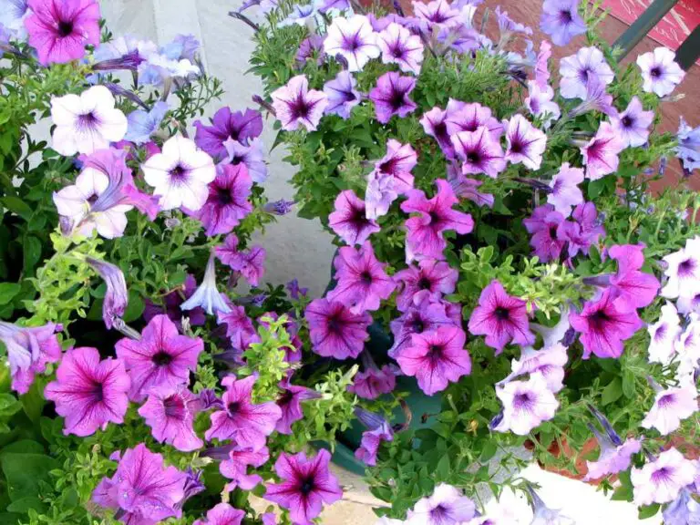 10 Plants with Multicolored Flowers to Brighten Your Garden