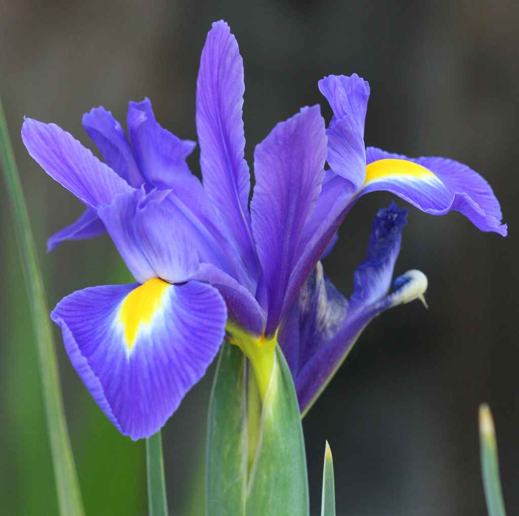 Dutch Iris'