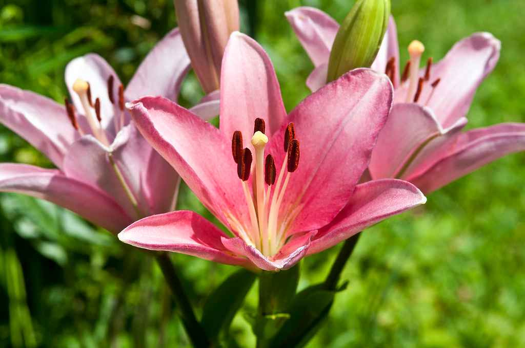 'Asiatic lilies'